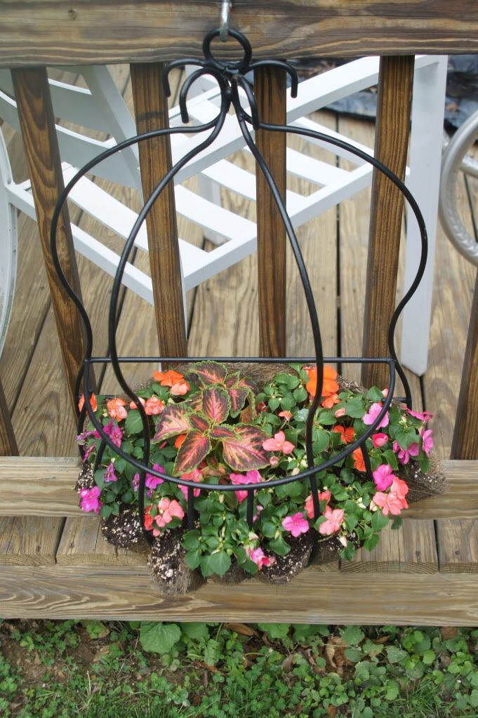 2 pool wall baskets, coleus and mixed impatiens